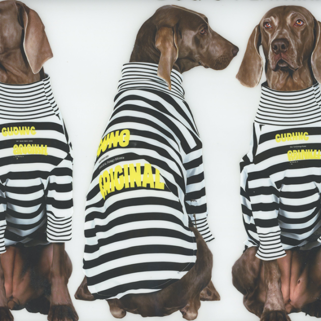 Dogs